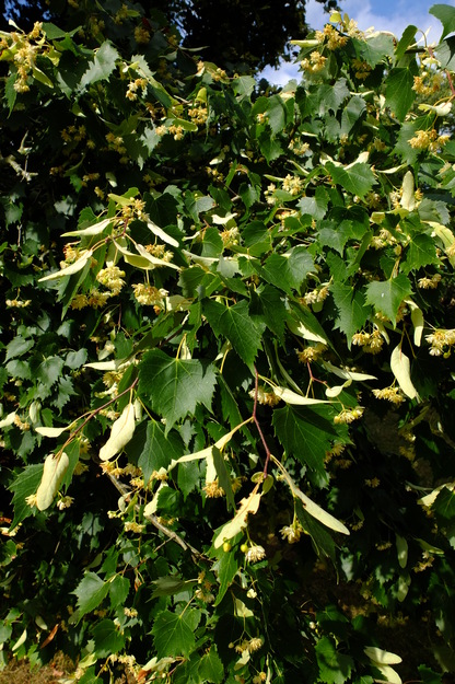 June close-up photo