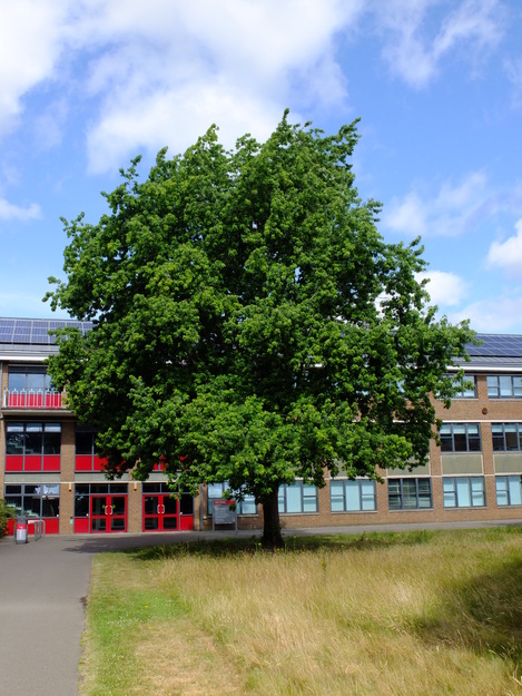 June tree photo