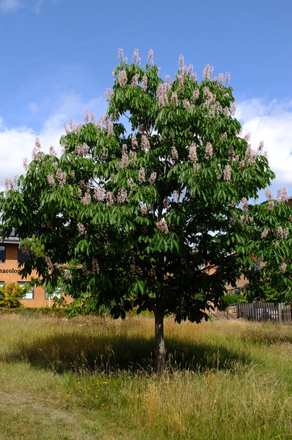 June tree photo