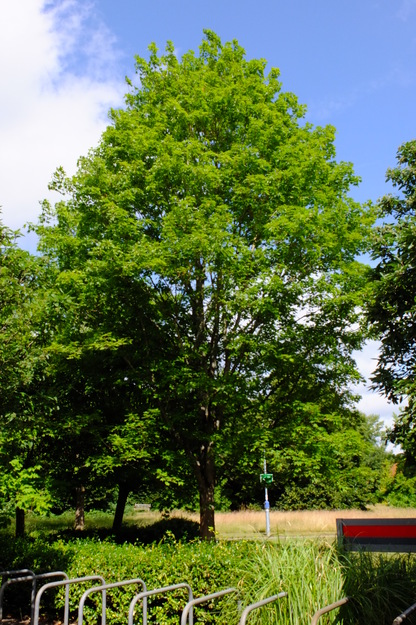 June tree photo