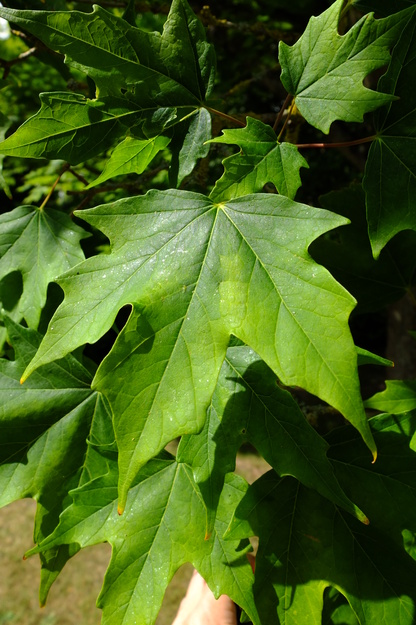 June close-up photo