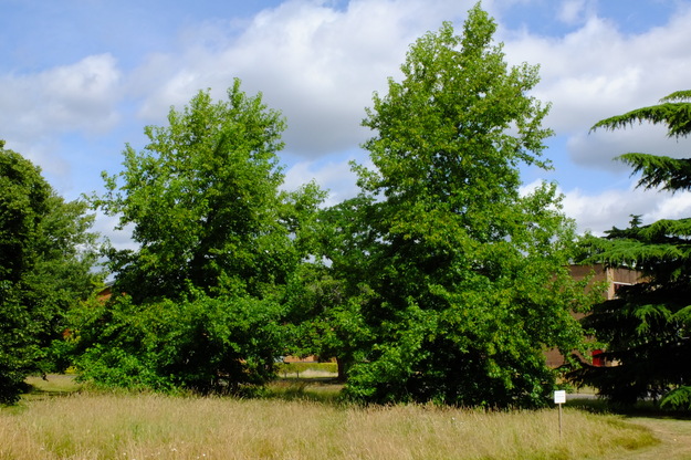 June tree photo