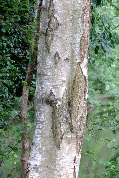 August close-up photo
