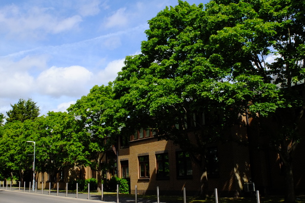 June tree photo