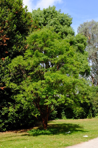 June tree photo