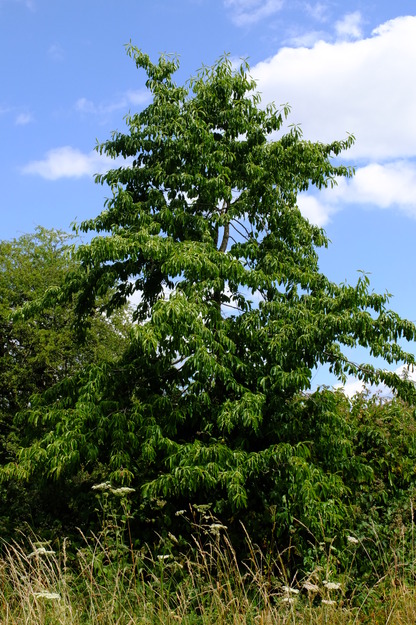 June tree photo