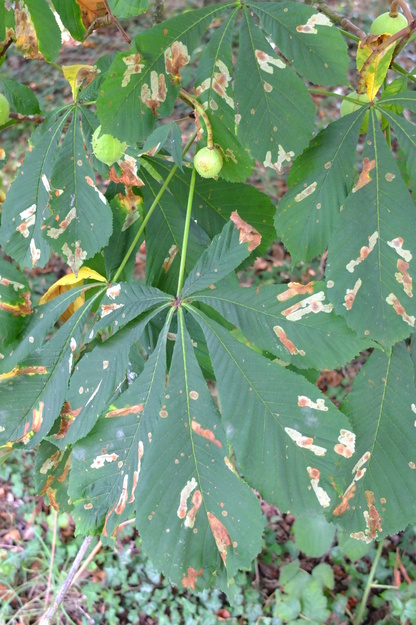 August close-up photo