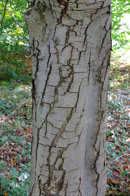 August close-up photo