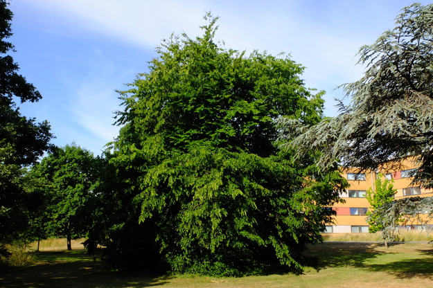 July tree photo