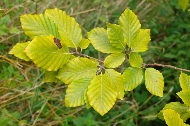 August close-up photo