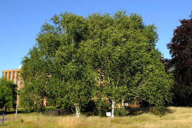 July tree photo