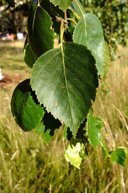 July close-up photo