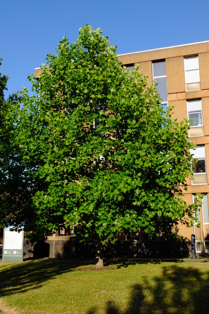July tree photo