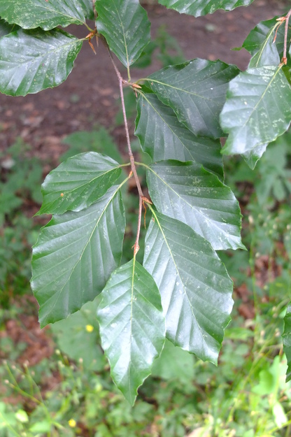 August close-up photo
