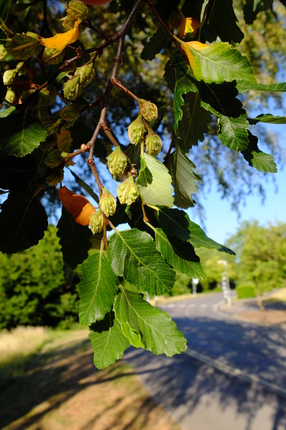 July close-up photo