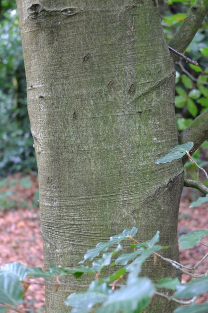 August close-up photo