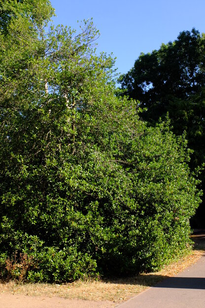 Park Eat tree photo