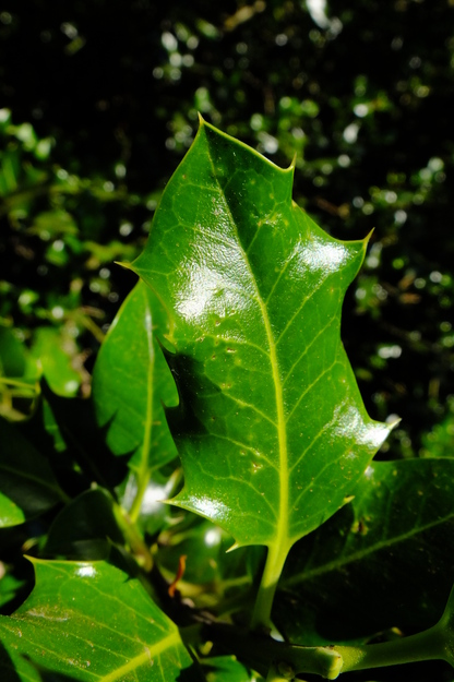 July close-up photo