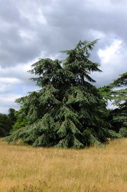 Wessex Way tree photo