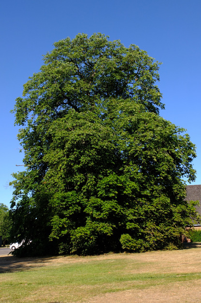 July tree photo
