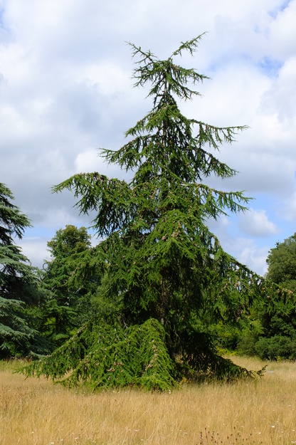 Wessex Way tree photo