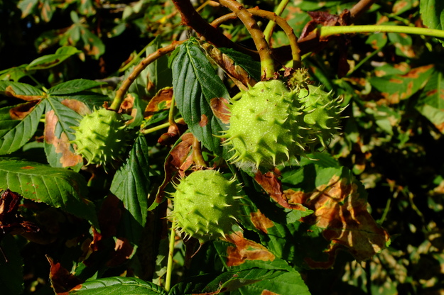 July close-up photo