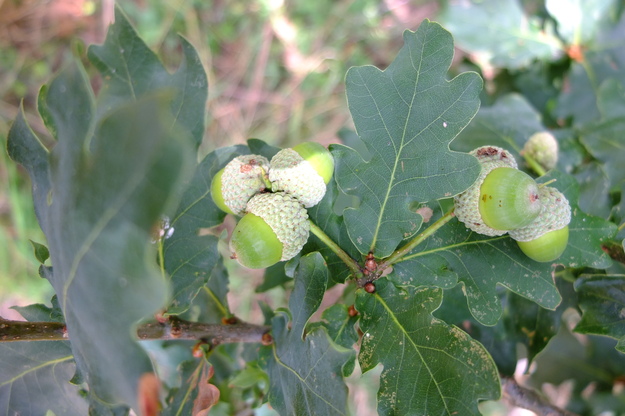 August close-up photo