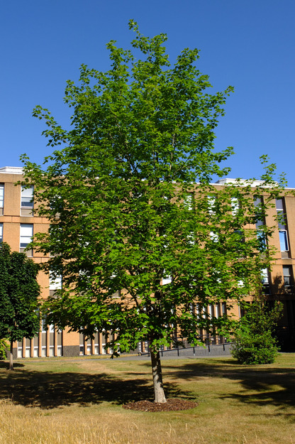 July tree photo
