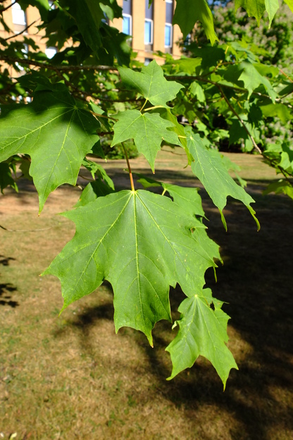 July close-up photo