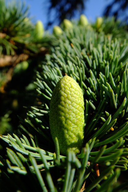 July close-up photo