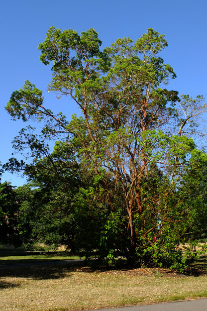 July tree photo