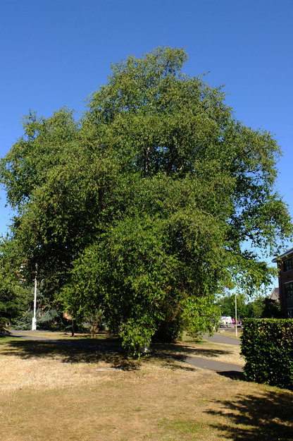 July tree photo