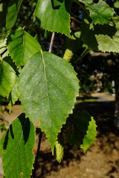 July close-up photo