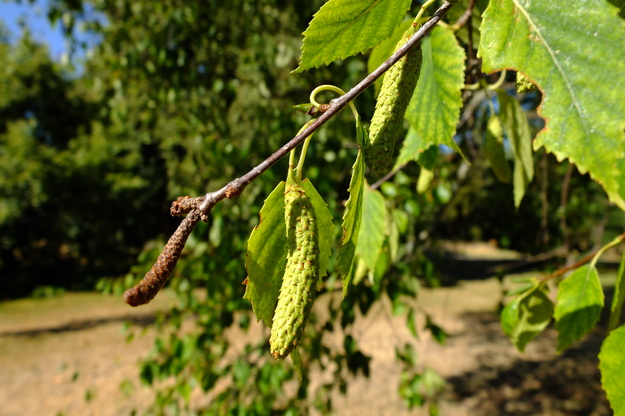 July close-up photo