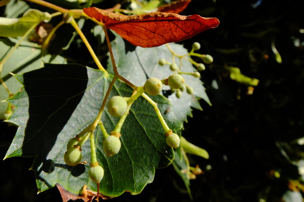 July close-up photo