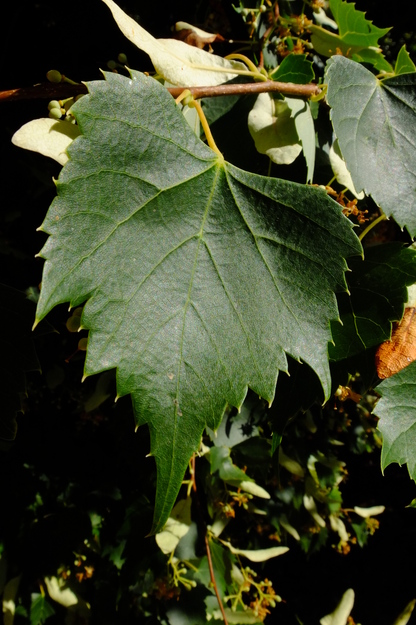 July close-up photo