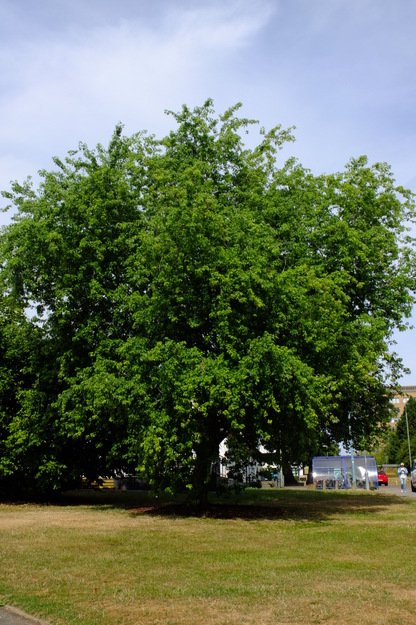 July tree photo