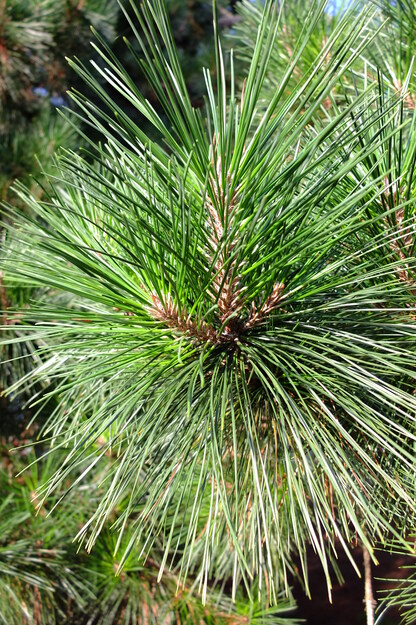 August close-up photo