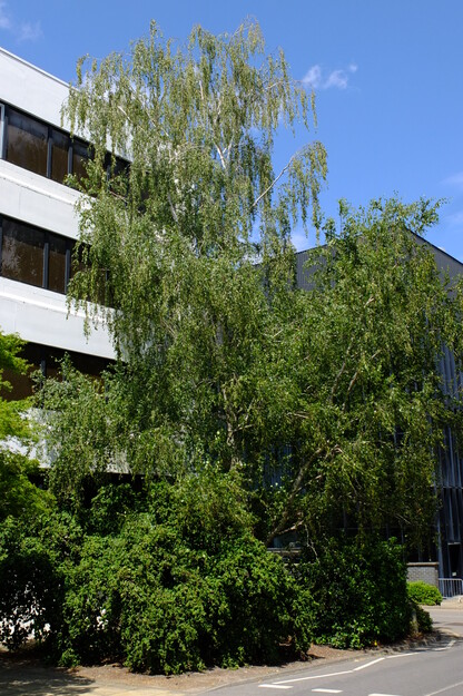 July tree photo