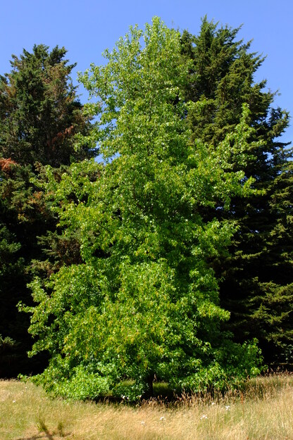 July tree photo
