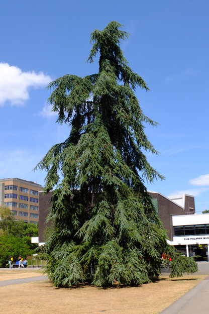 Palmer Quad tree photo