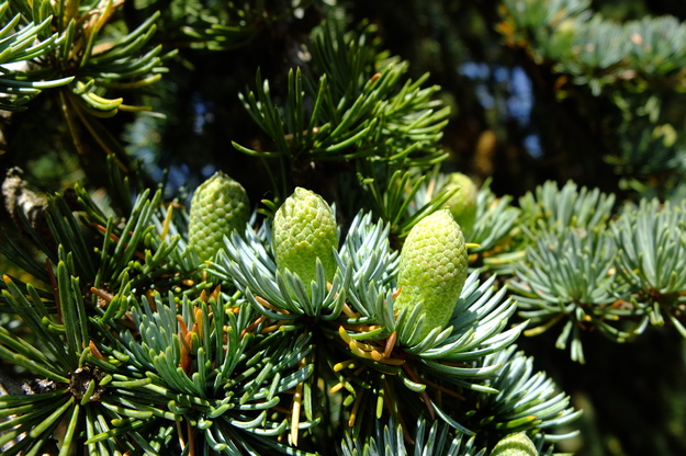 July close-up photo