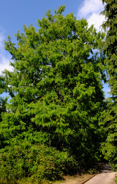 July tree photo