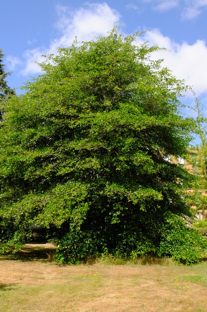 July tree photo