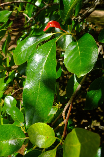 July close-up photo