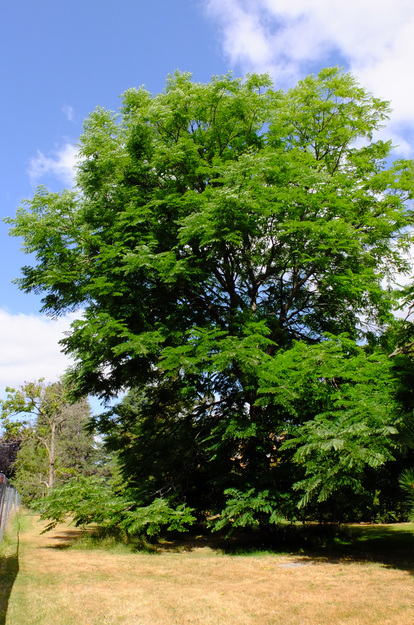 July tree photo