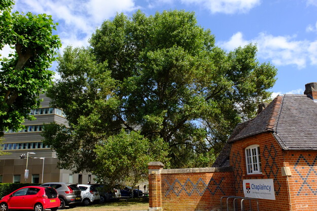 July tree photo