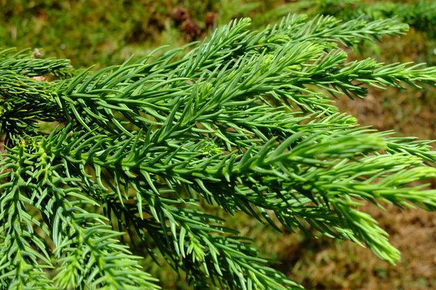 August close-up photo