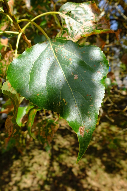 July close-up photo