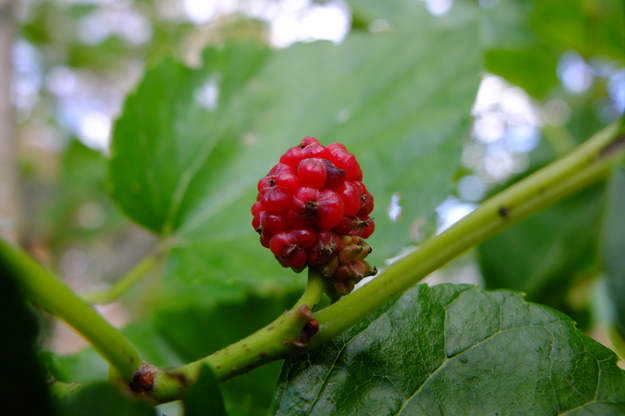 July close-up photo